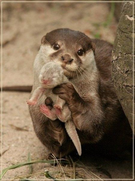 An Otter Showing Its Baby